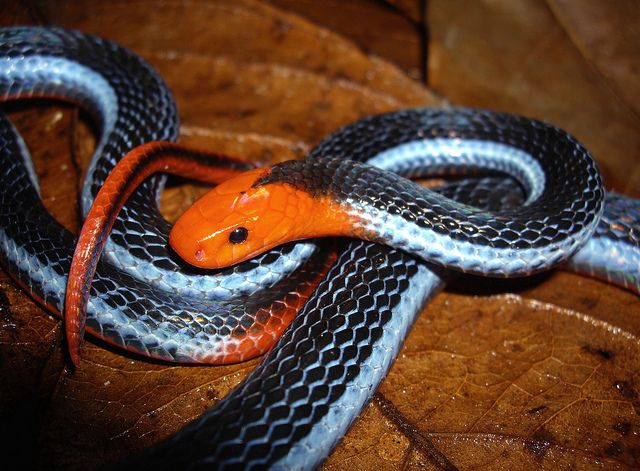 Blue Malaysian Coral snake